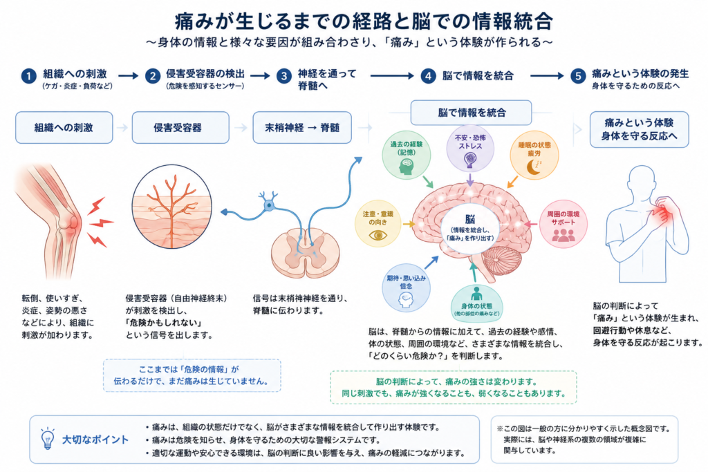 痛みが発生する仕組みと脳での情報統合を示した図