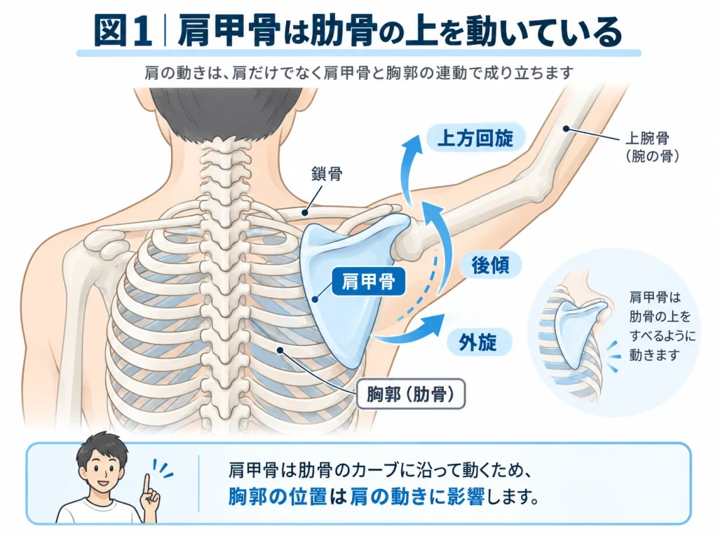 肩甲骨が肋骨の上で上方回旋・後傾しながら動く仕組みを示した図